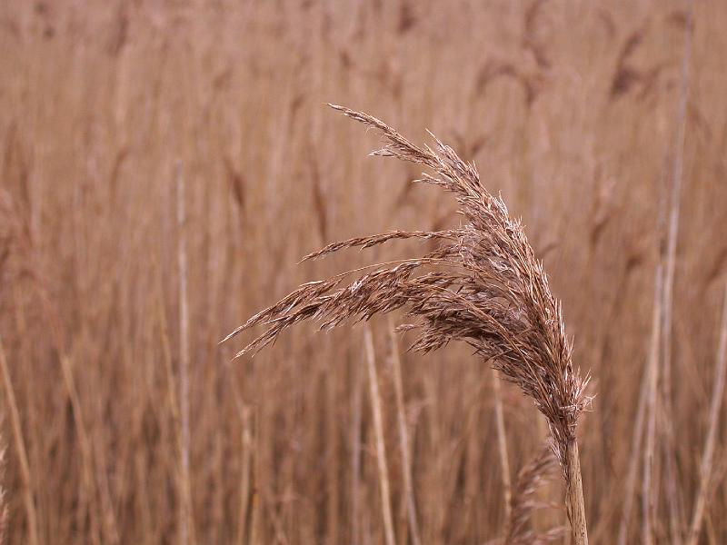 Bulcamp Marshes - DSCN3688.JPG